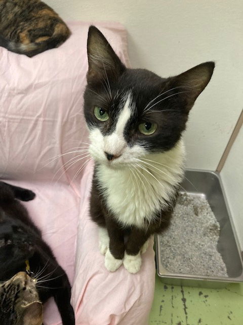 Ringo, an adoptable Domestic Short Hair in Jackson, MS, 39213 | Photo Image 1