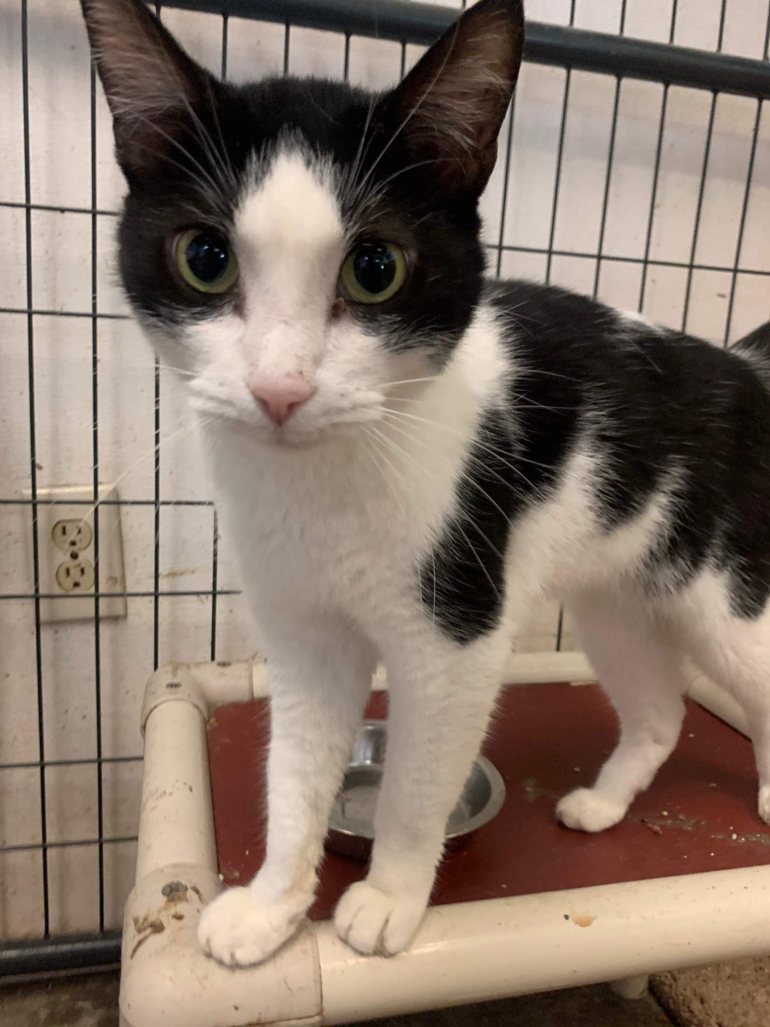 Tux, an adoptable Domestic Short Hair in Jackson, MS, 39213 | Photo Image 1