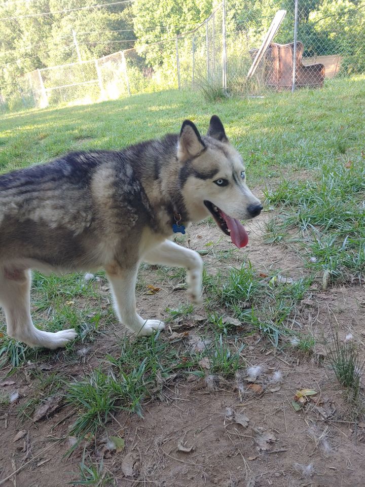 Dog for adoption - Henry, a Siberian Husky Mix in ...