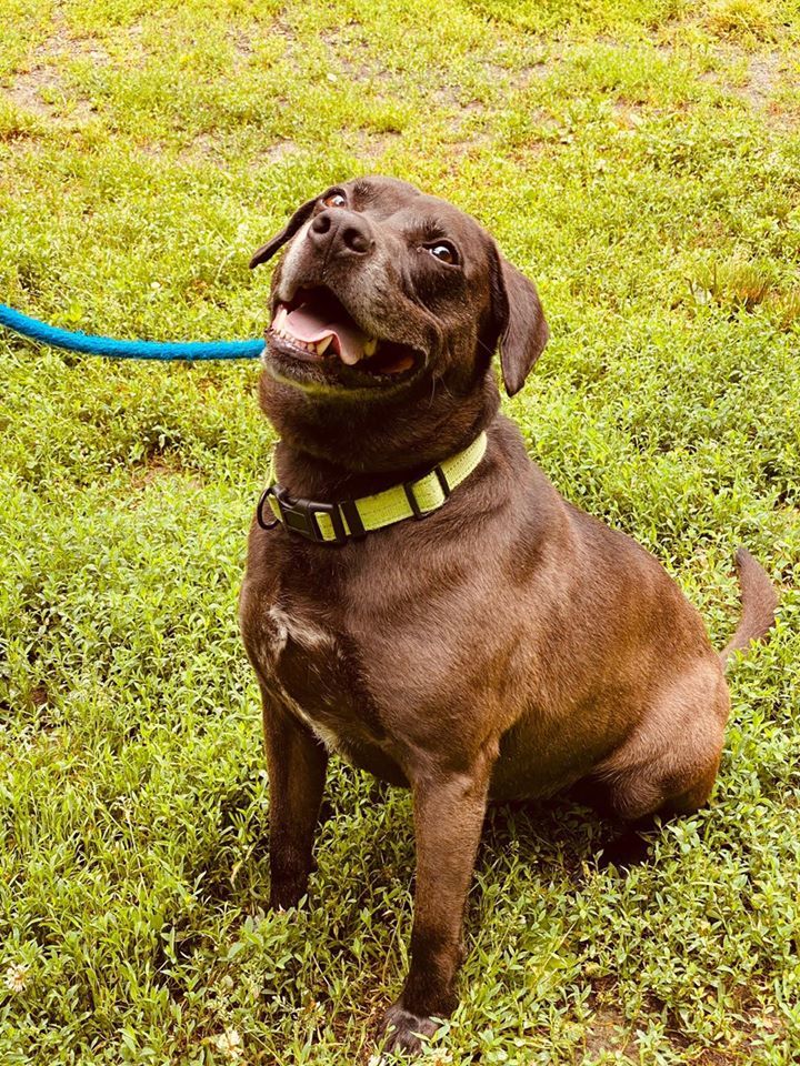 Yellow lab and beagle hot sale mix