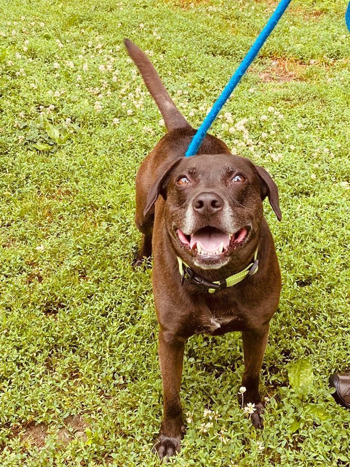 Snoop, an adoptable Labrador Retriever, Beagle in Poughquag, NY, 12570 | Photo Image 2