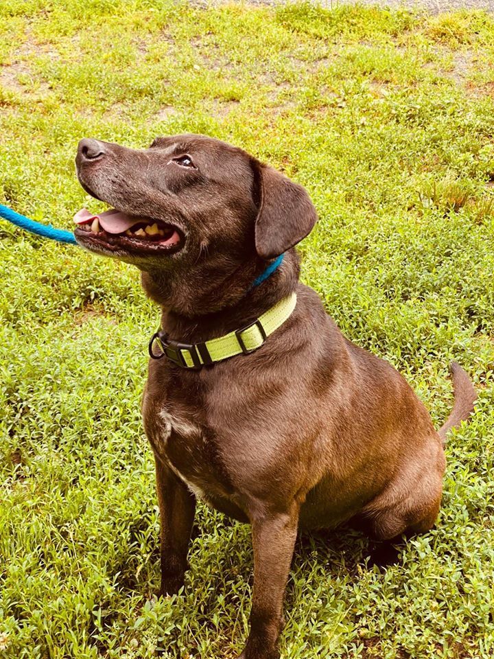 Snoop, an adoptable Labrador Retriever, Beagle in Poughquag, NY, 12570 | Photo Image 3