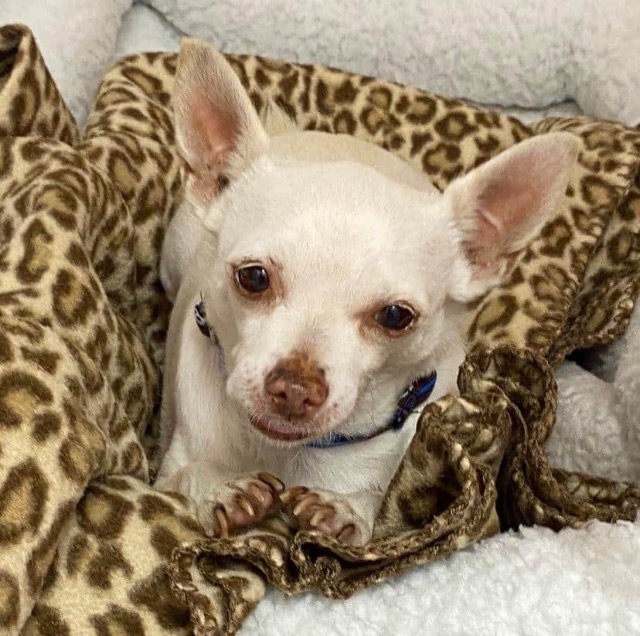 TJ the Toy Hoarder, an adoptable Chihuahua in Lake Forest, CA, 92630 | Photo Image 2