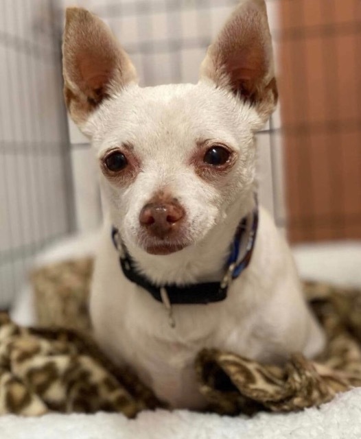 TJ the Toy Hoarder, an adoptable Chihuahua in Lake Forest, CA, 92630 | Photo Image 4
