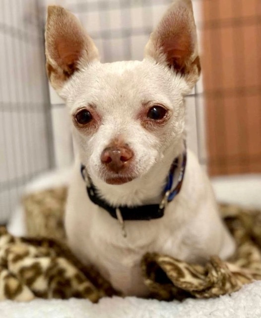 TJ the Toy Hoarder, an adoptable Chihuahua in Lake Forest, CA, 92630 | Photo Image 5