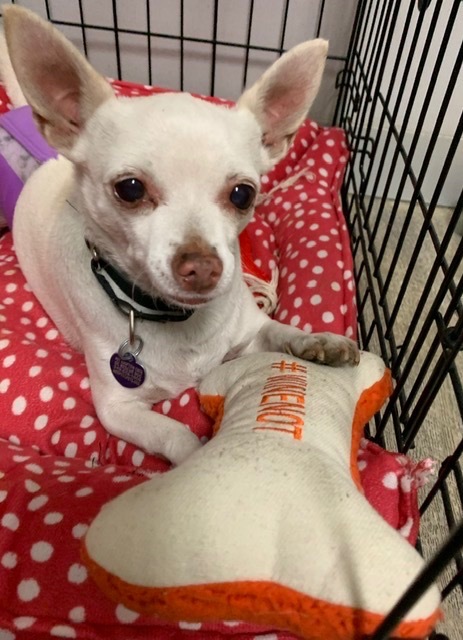 TJ the Toy Hoarder, an adoptable Chihuahua in Lake Forest, CA, 92630 | Photo Image 6