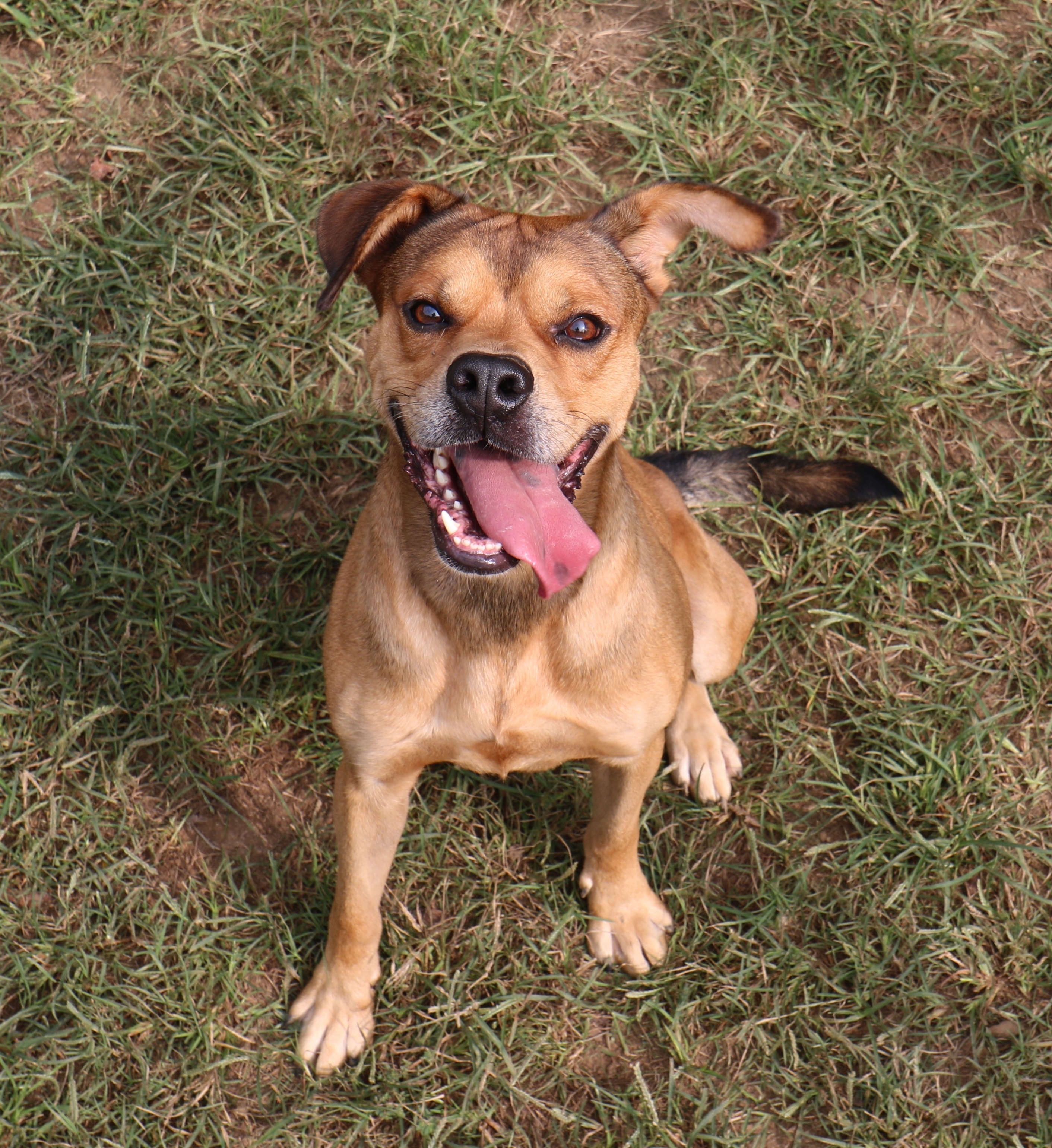 Aaron, an adoptable Boxer, Belgian Shepherd / Malinois in Rossville, TN, 38066 | Photo Image 2