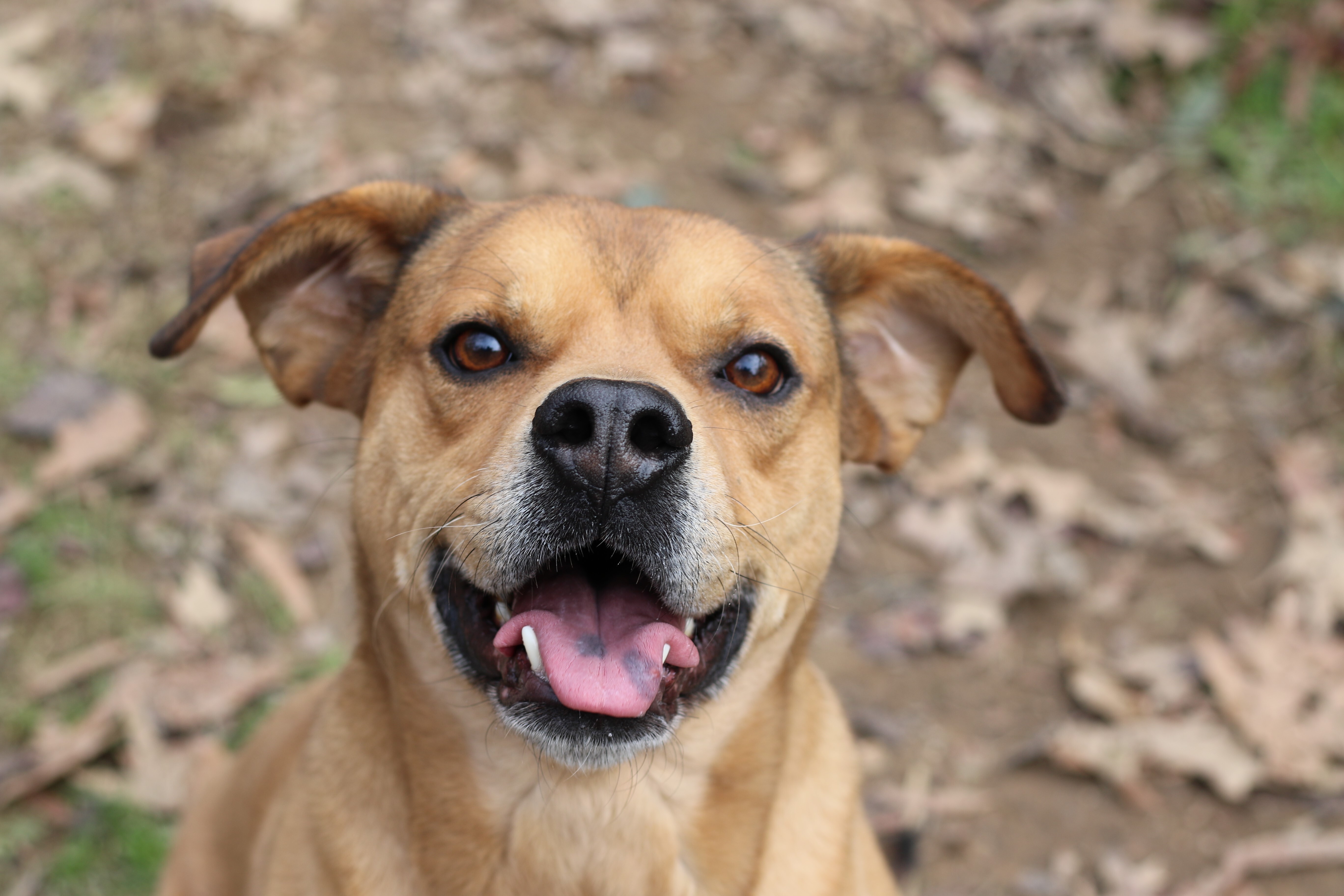 Aaron, an adoptable Boxer, Belgian Shepherd / Malinois in Rossville, TN, 38066 | Photo Image 1