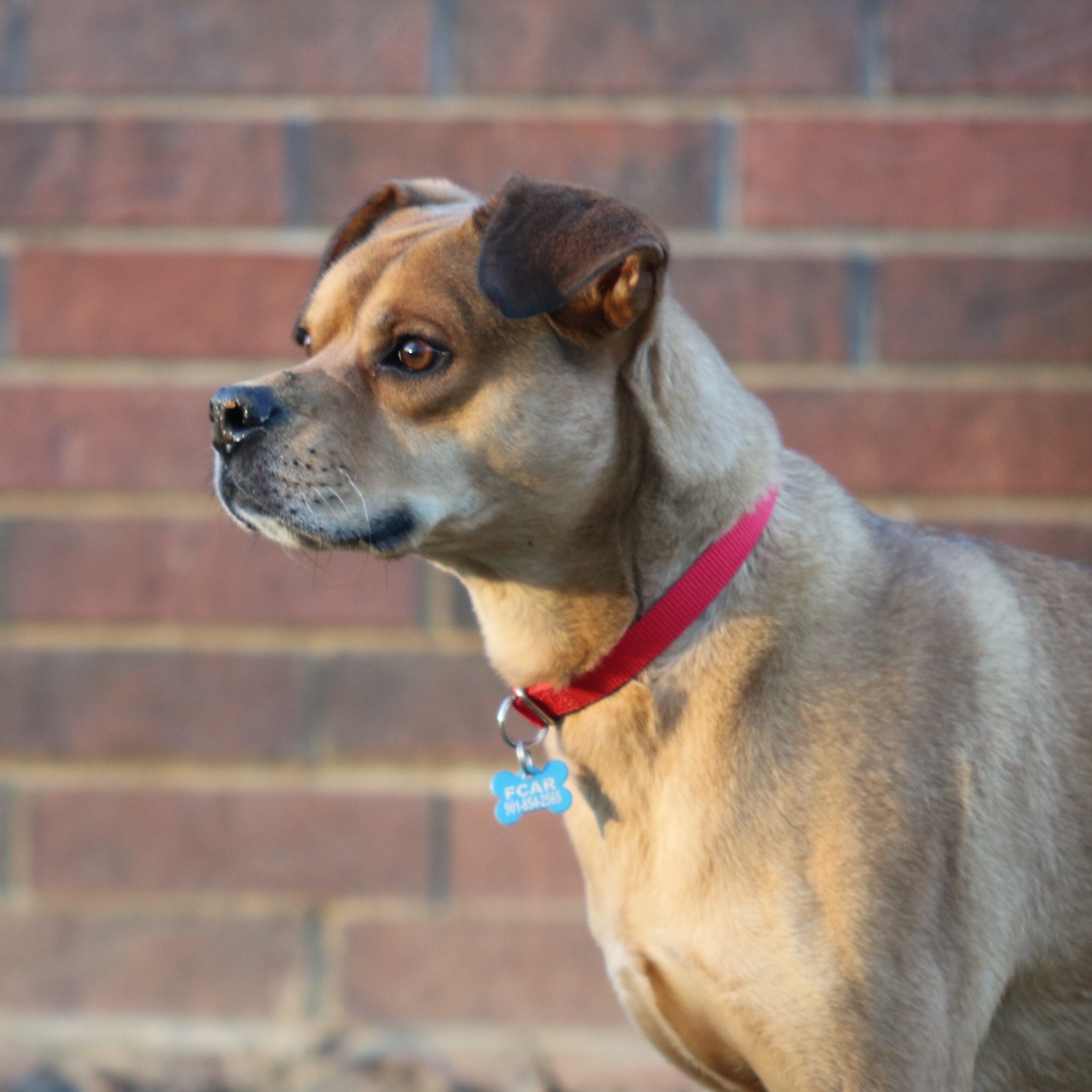 Aaron, an adoptable Boxer, Belgian Shepherd / Malinois in Rossville, TN, 38066 | Photo Image 4