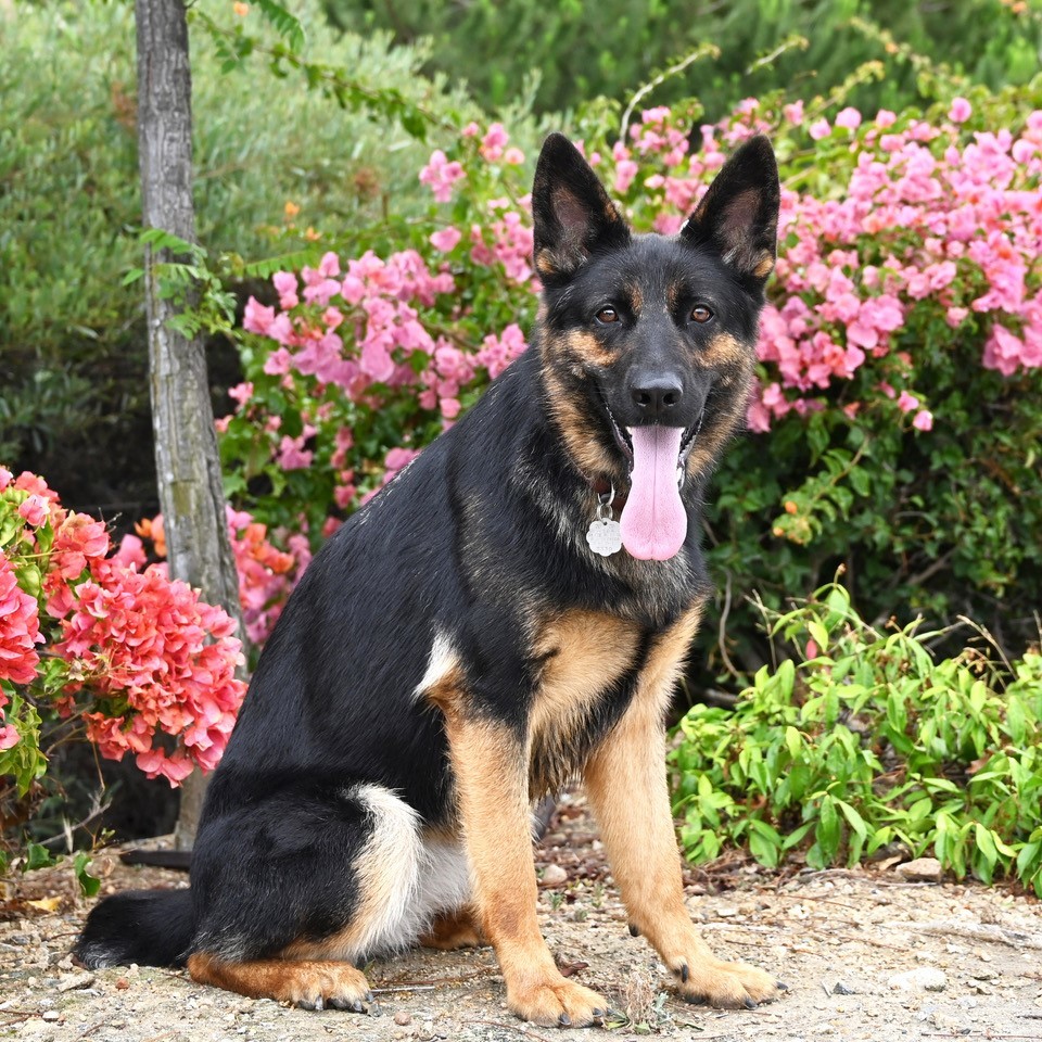 Carly, an adoptable German Shepherd Dog in San Diego, CA, 92172 | Photo Image 1