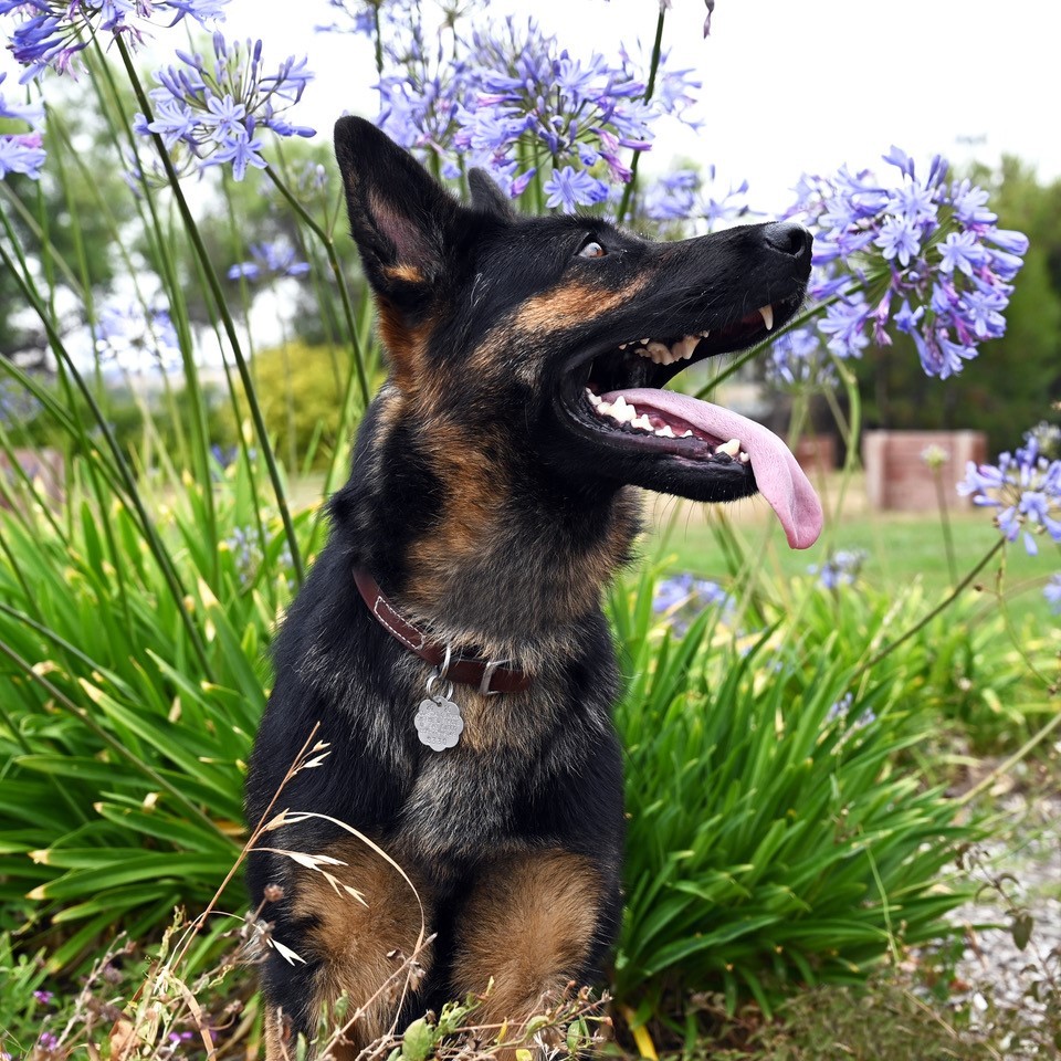 Carly, an adoptable German Shepherd Dog in San Diego, CA, 92172 | Photo Image 3