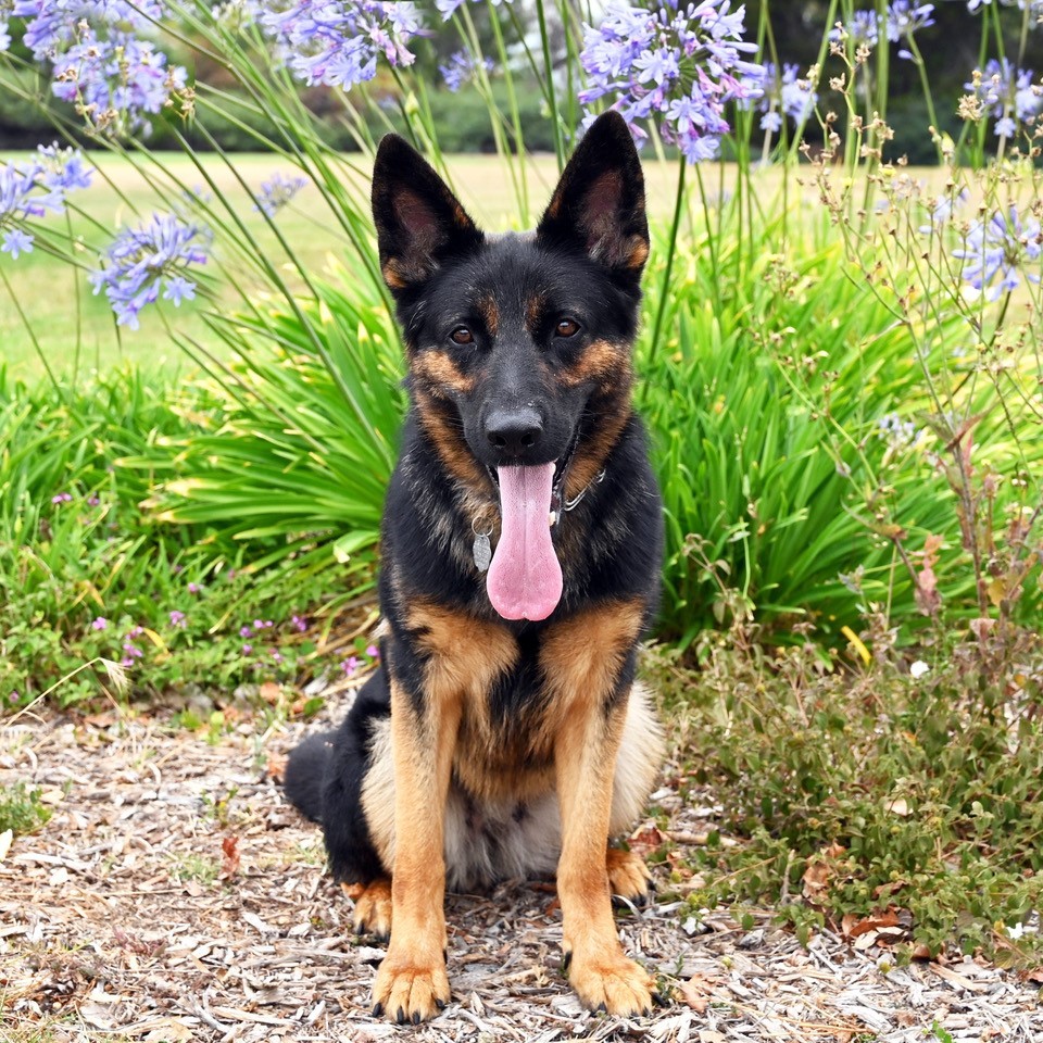 Carly, an adoptable German Shepherd Dog in San Diego, CA, 92172 | Photo Image 5