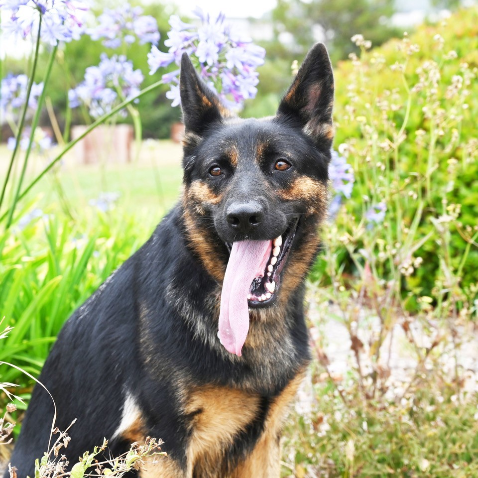 Carly, an adoptable German Shepherd Dog in San Diego, CA, 92172 | Photo Image 6