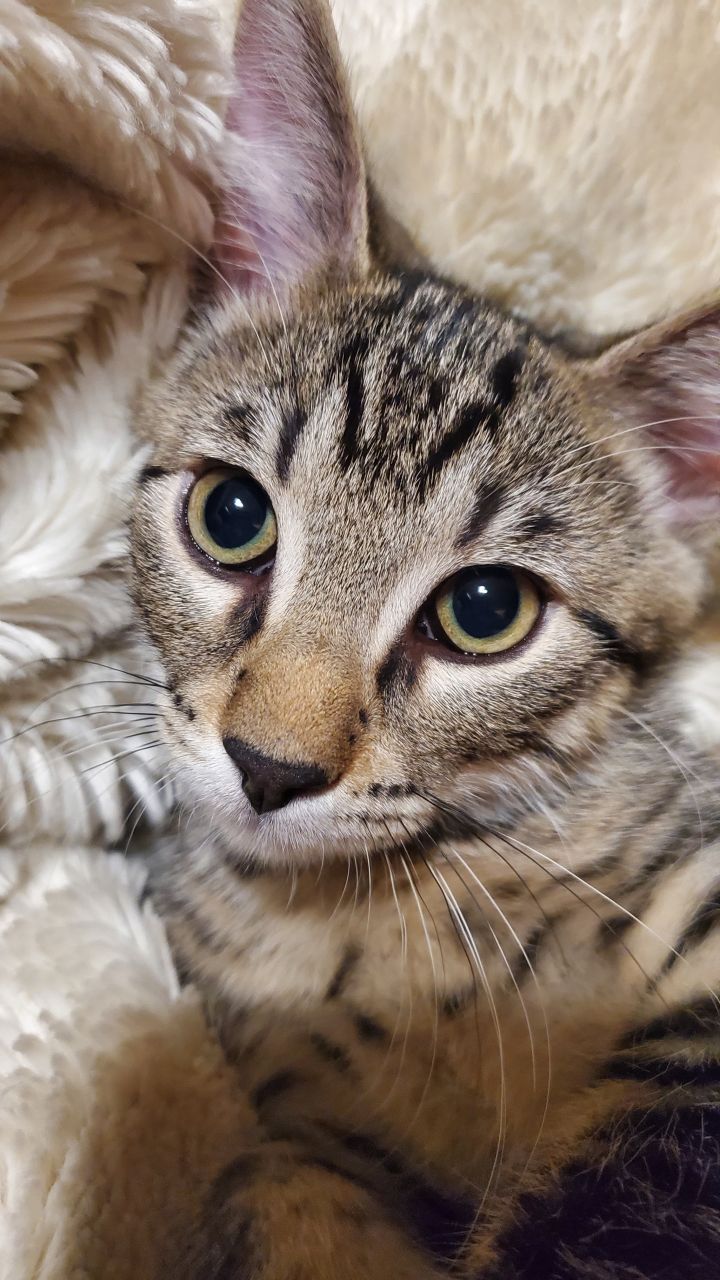 Pen, an adopted Domestic Short Hair Mix in Bolingbrook, IL_image-3
