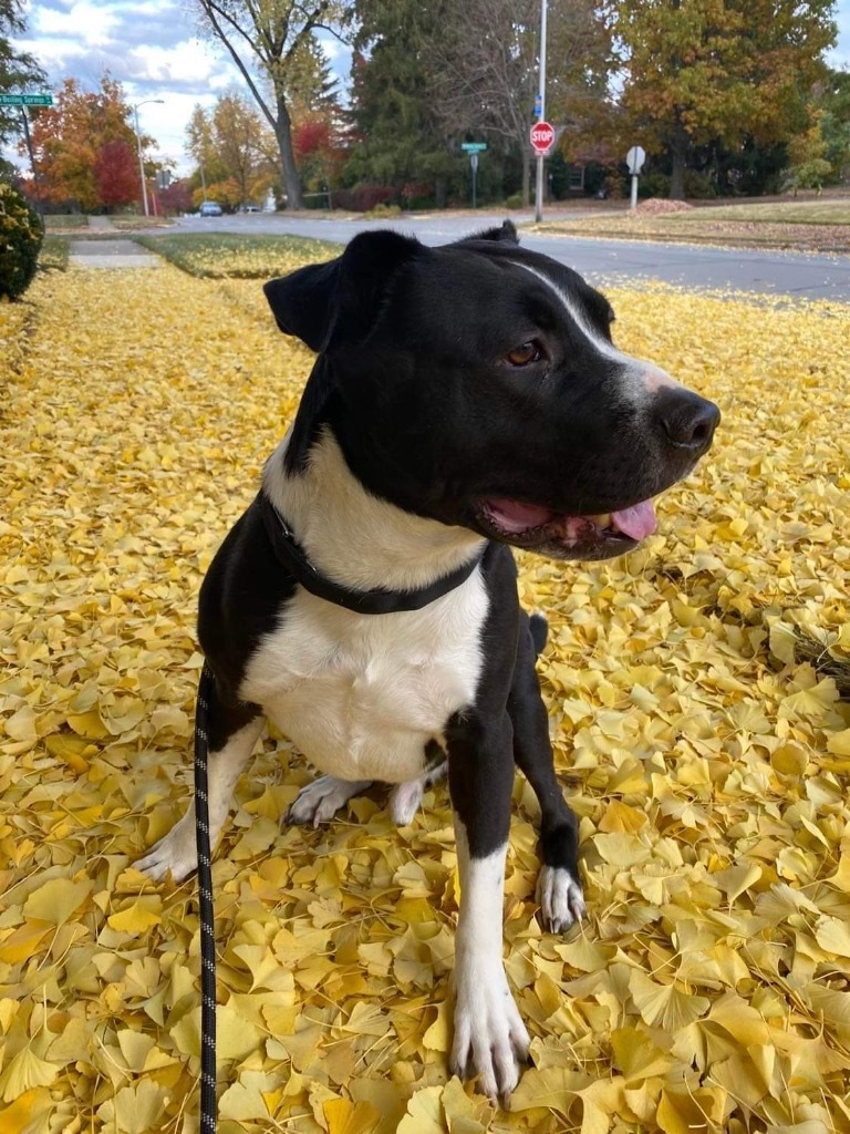 Buddy, an adoptable Border Collie, Pit Bull Terrier in Lexington, KY, 40505 | Photo Image 1