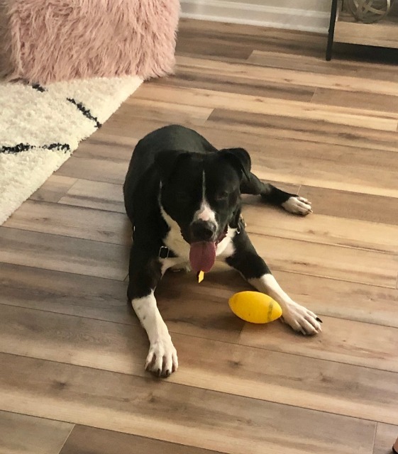 Buddy, an adoptable Border Collie, Pit Bull Terrier in Lexington, KY, 40505 | Photo Image 2