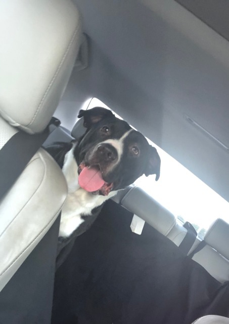 Buddy, an adoptable Border Collie, Pit Bull Terrier in Lexington, KY, 40505 | Photo Image 3