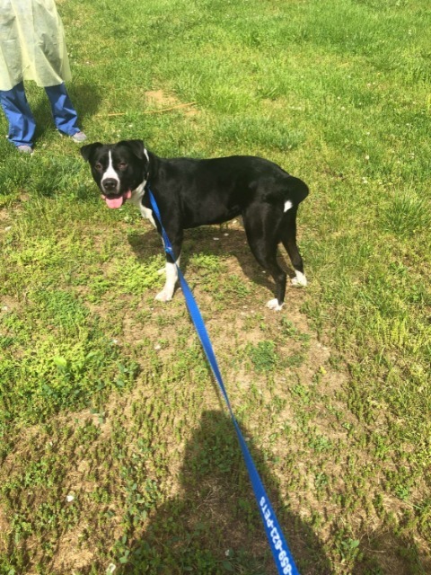 Buddy, an adoptable Border Collie, Pit Bull Terrier in Lexington, KY, 40505 | Photo Image 4