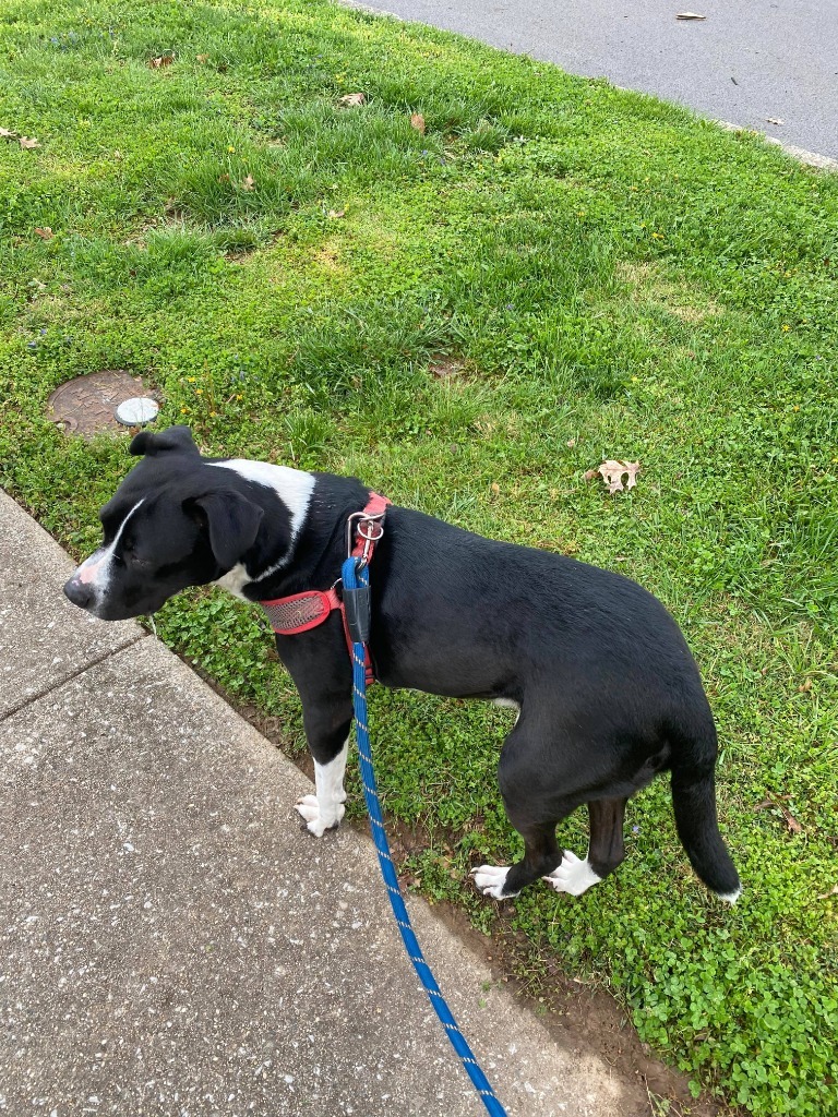 Buddy, an adoptable Border Collie, Pit Bull Terrier in Lexington, KY, 40505 | Photo Image 5