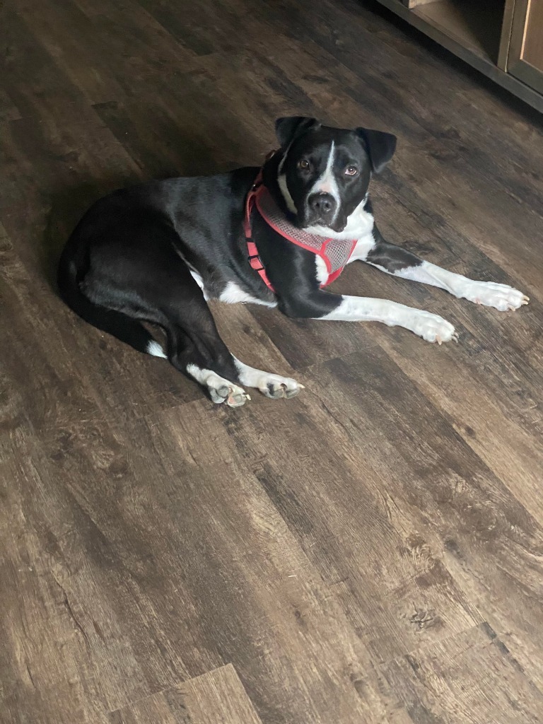 Buddy, an adoptable Border Collie, Pit Bull Terrier in Lexington, KY, 40505 | Photo Image 6