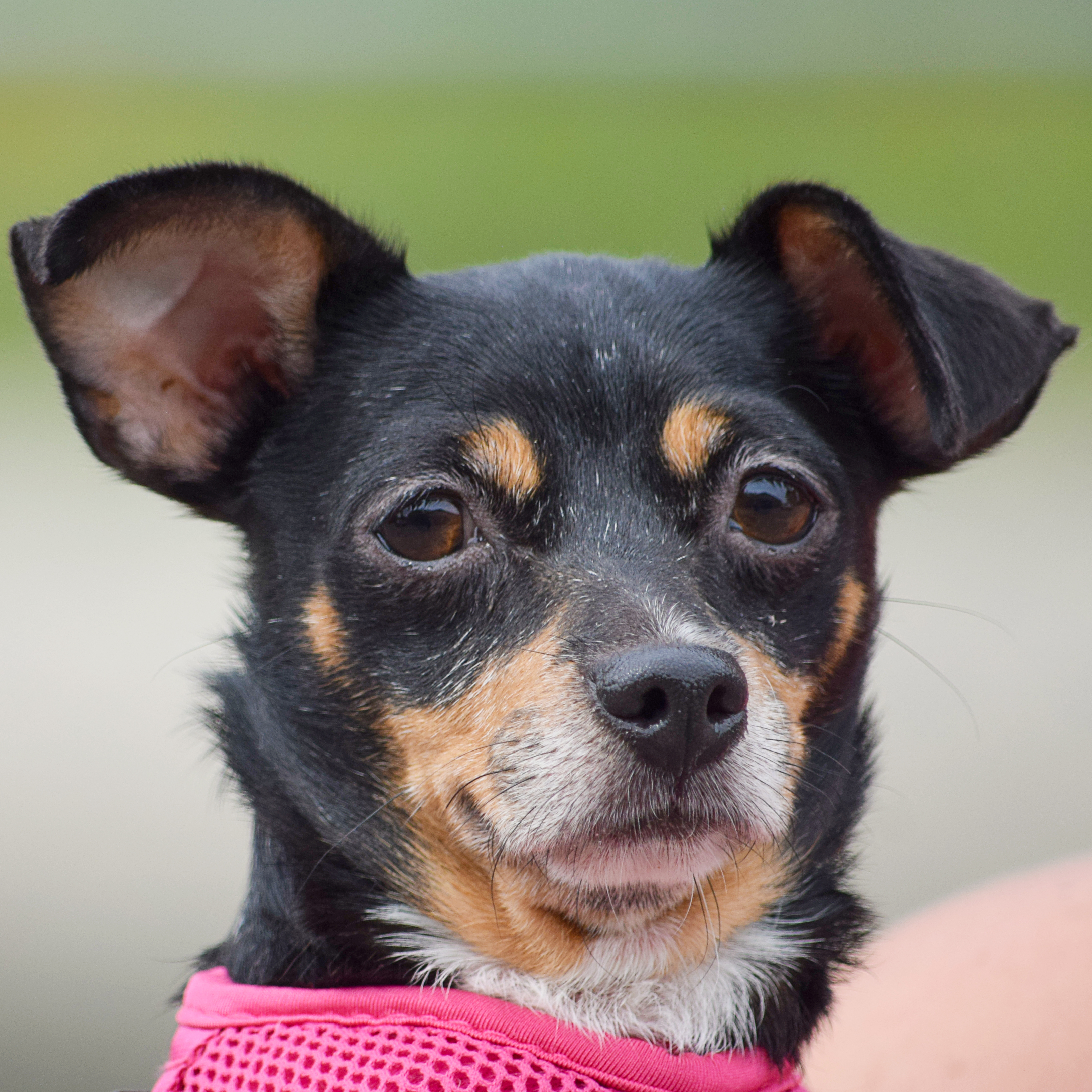 Patches, an adoptable Chihuahua, Miniature Pinscher in Huntley, IL, 60142 | Photo Image 2