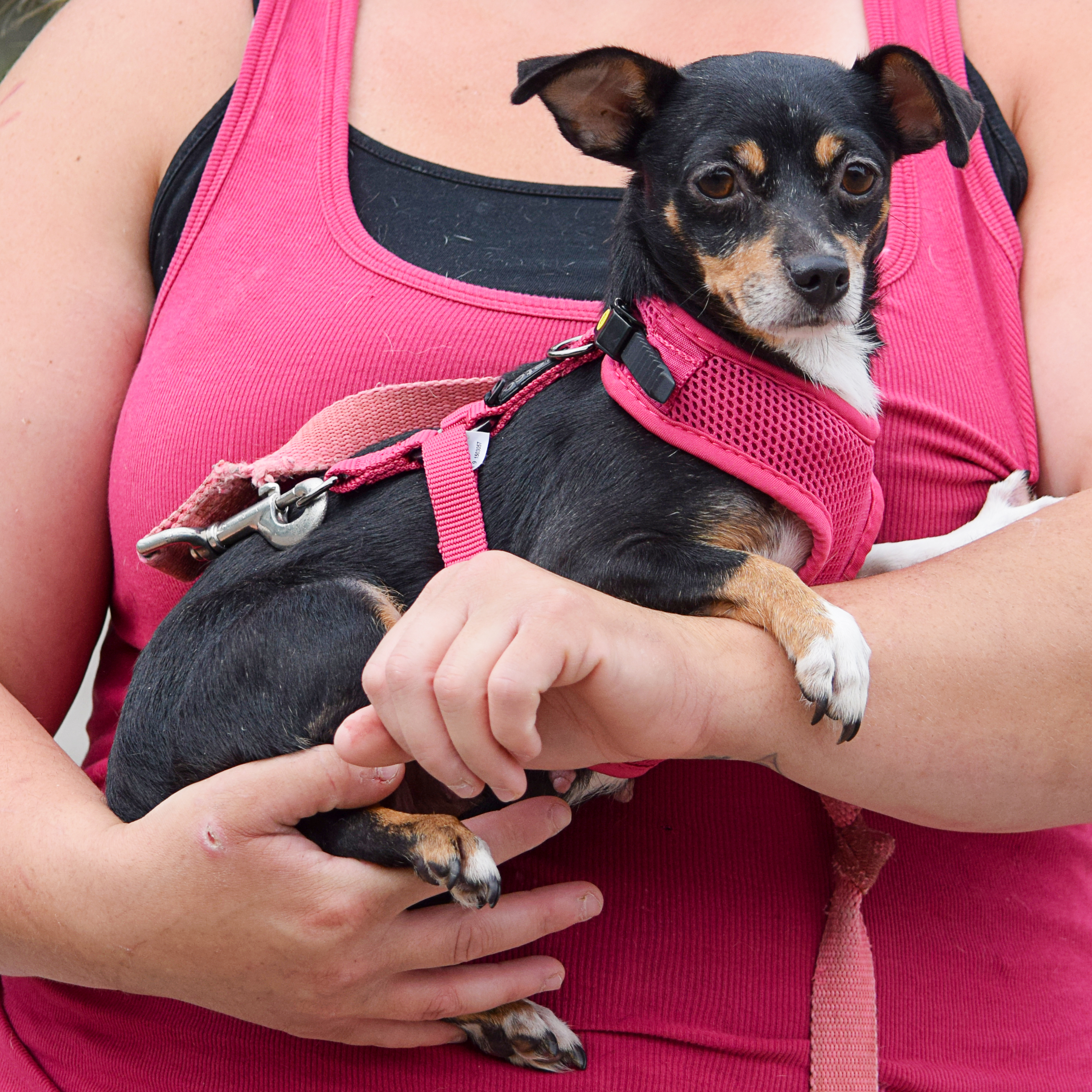 Patches, an adoptable Chihuahua, Miniature Pinscher in Huntley, IL, 60142 | Photo Image 4