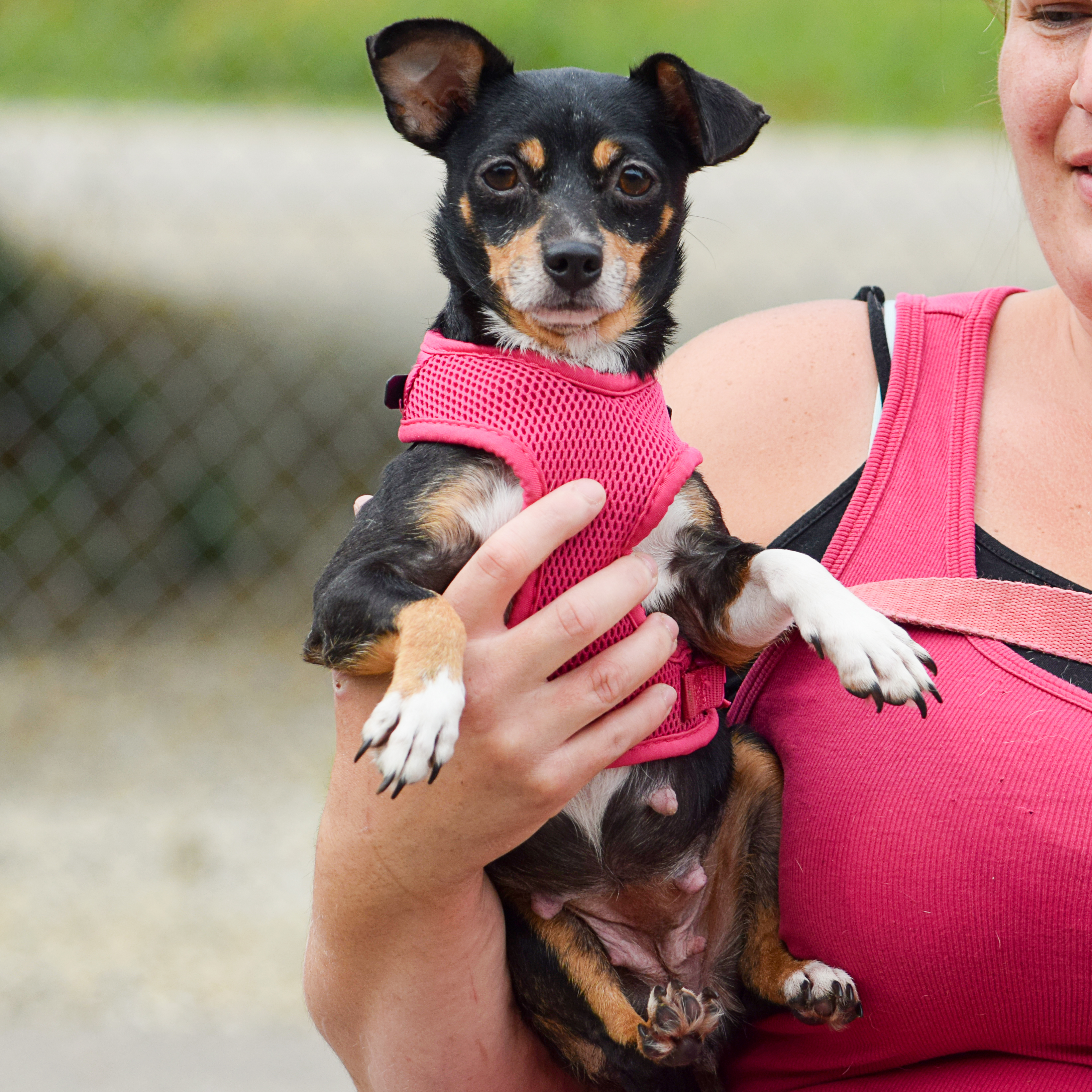 Patches, an adoptable Chihuahua, Miniature Pinscher in Huntley, IL, 60142 | Photo Image 6