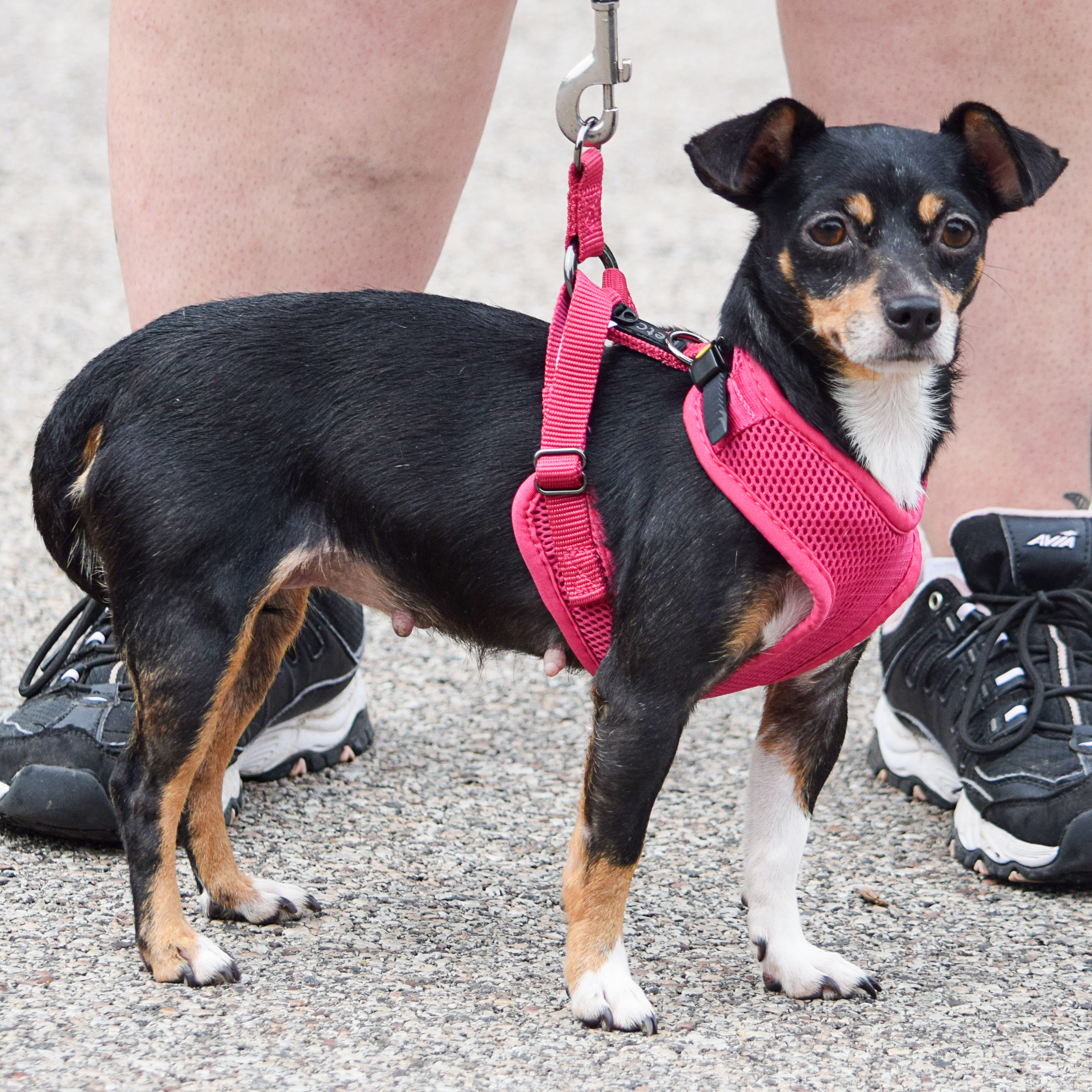 Patches, an adoptable Chihuahua, Miniature Pinscher in Huntley, IL, 60142 | Photo Image 8