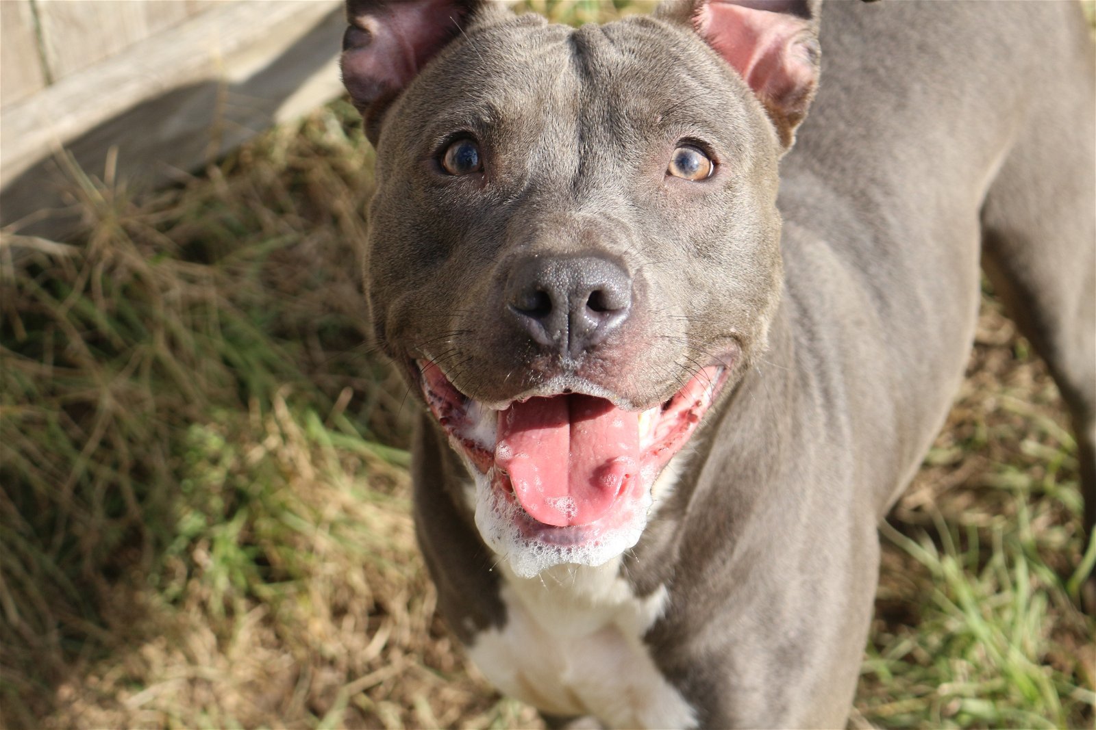 Sapphire, an adoptable American Staffordshire Terrier in Jackson, MS, 39213 | Photo Image 1