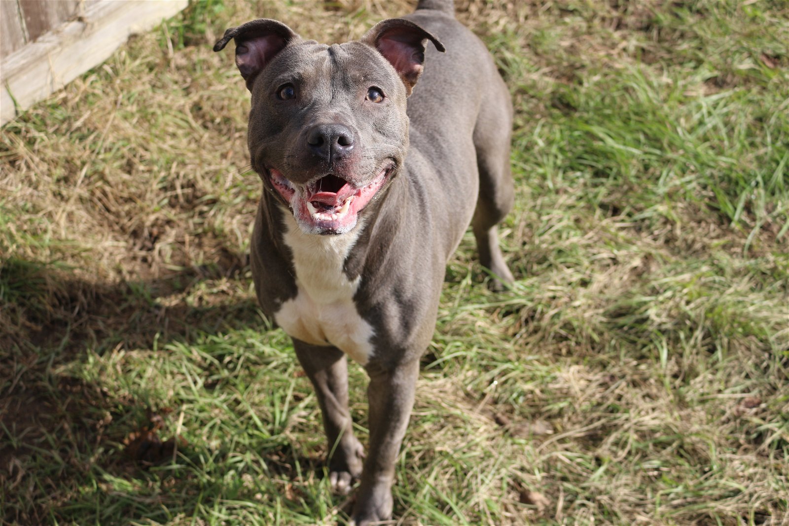 Sapphire, an adoptable American Staffordshire Terrier in Jackson, MS, 39213 | Photo Image 2