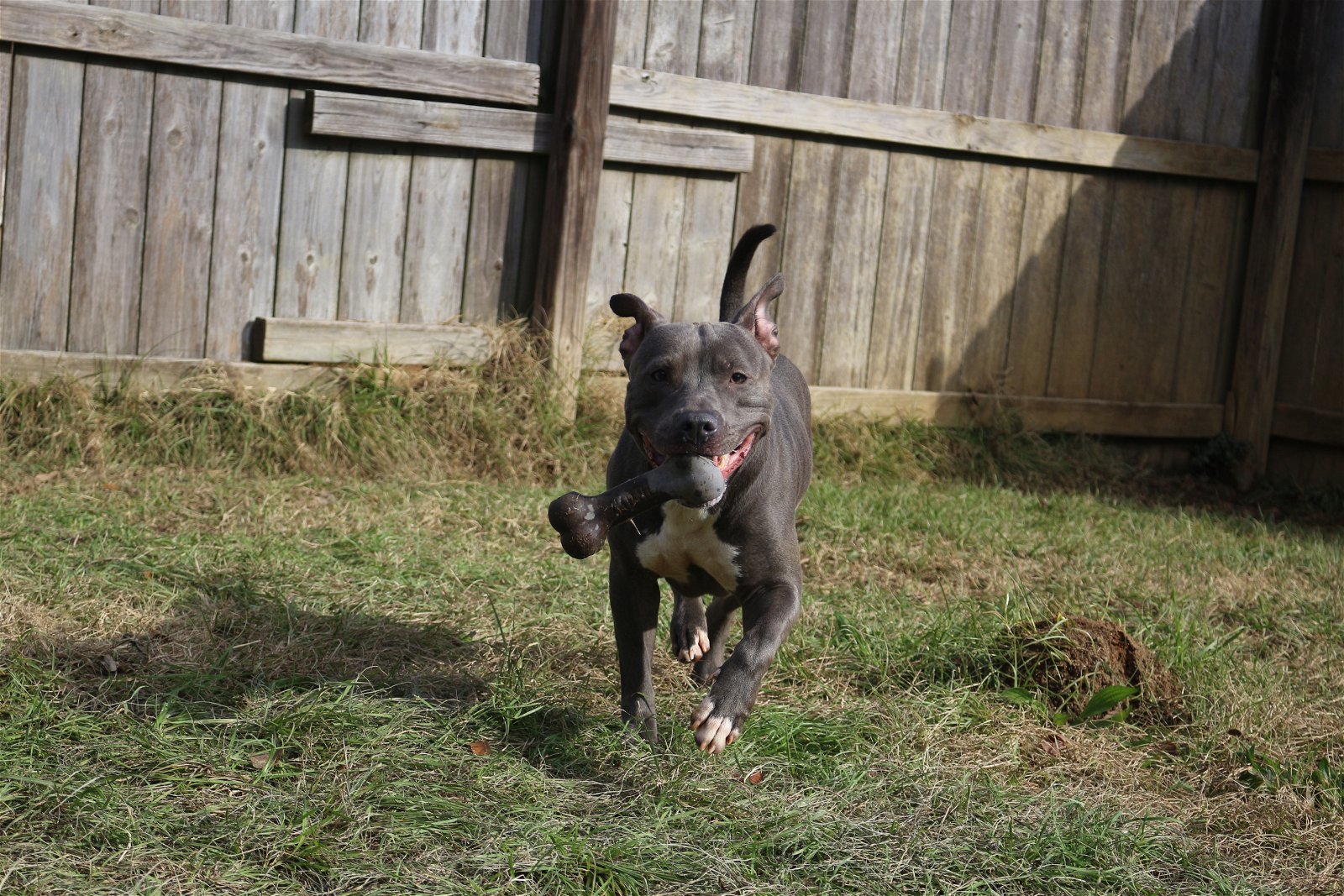 Sapphire, an adoptable American Staffordshire Terrier in Jackson, MS, 39213 | Photo Image 3