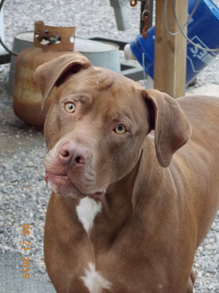 Weimaraner store labrador mix