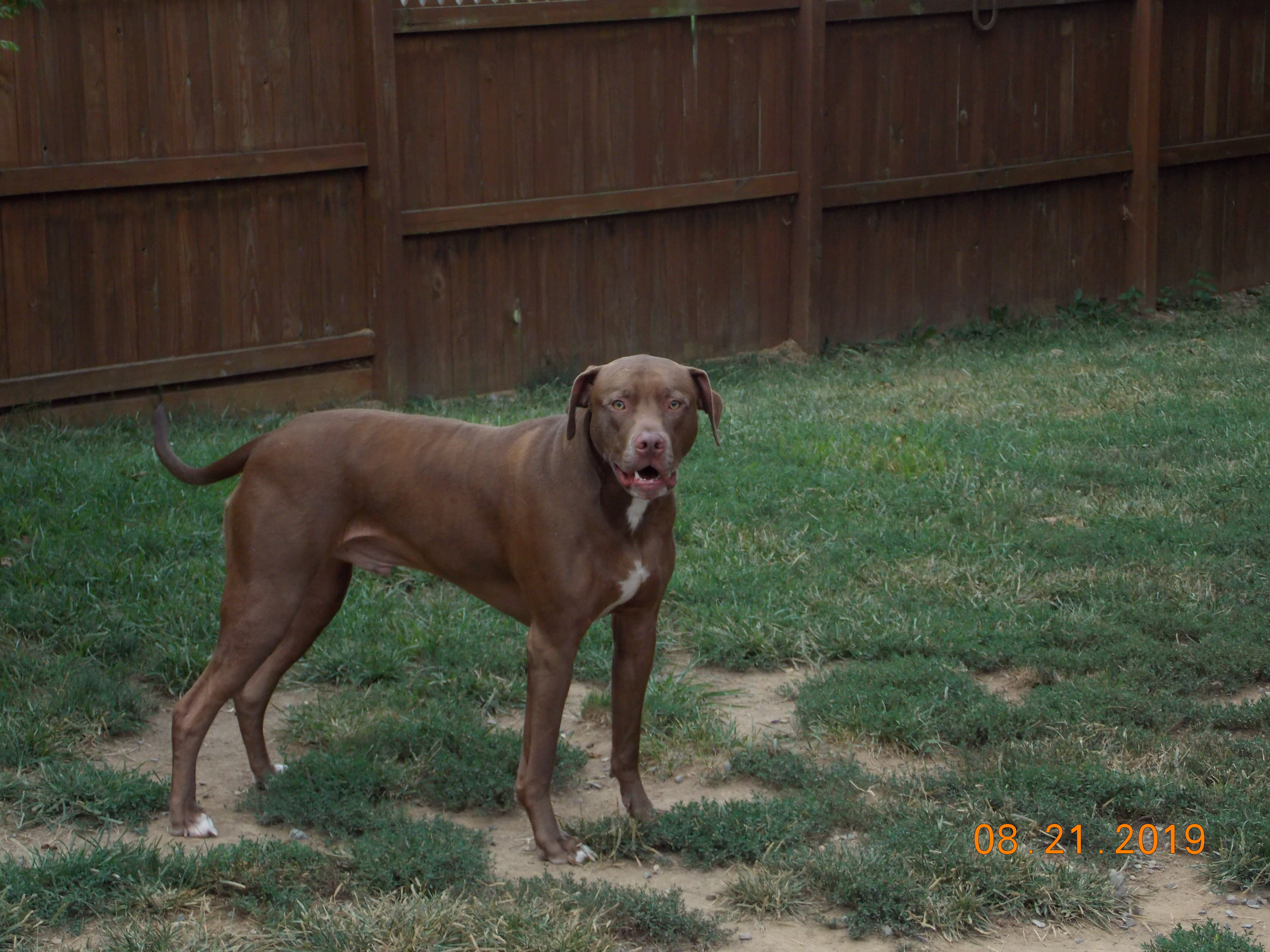 Chance, an adoptable Labrador Retriever, Weimaraner in Mont Alto, PA, 17237 | Photo Image 3