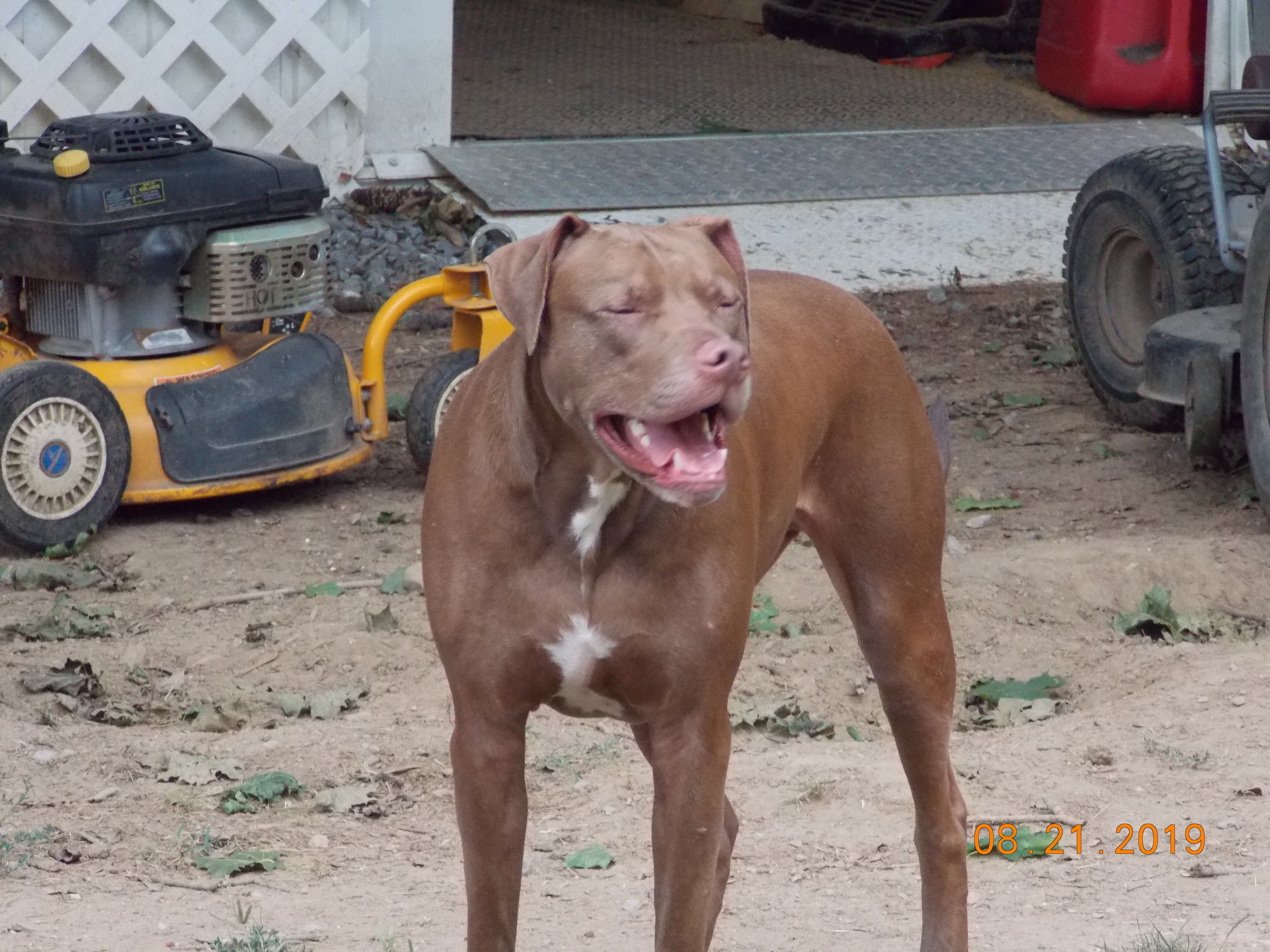 Chance, an adoptable Labrador Retriever, Weimaraner in Mont Alto, PA, 17237 | Photo Image 3