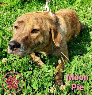 Moon Pie ADOPTION PENDING