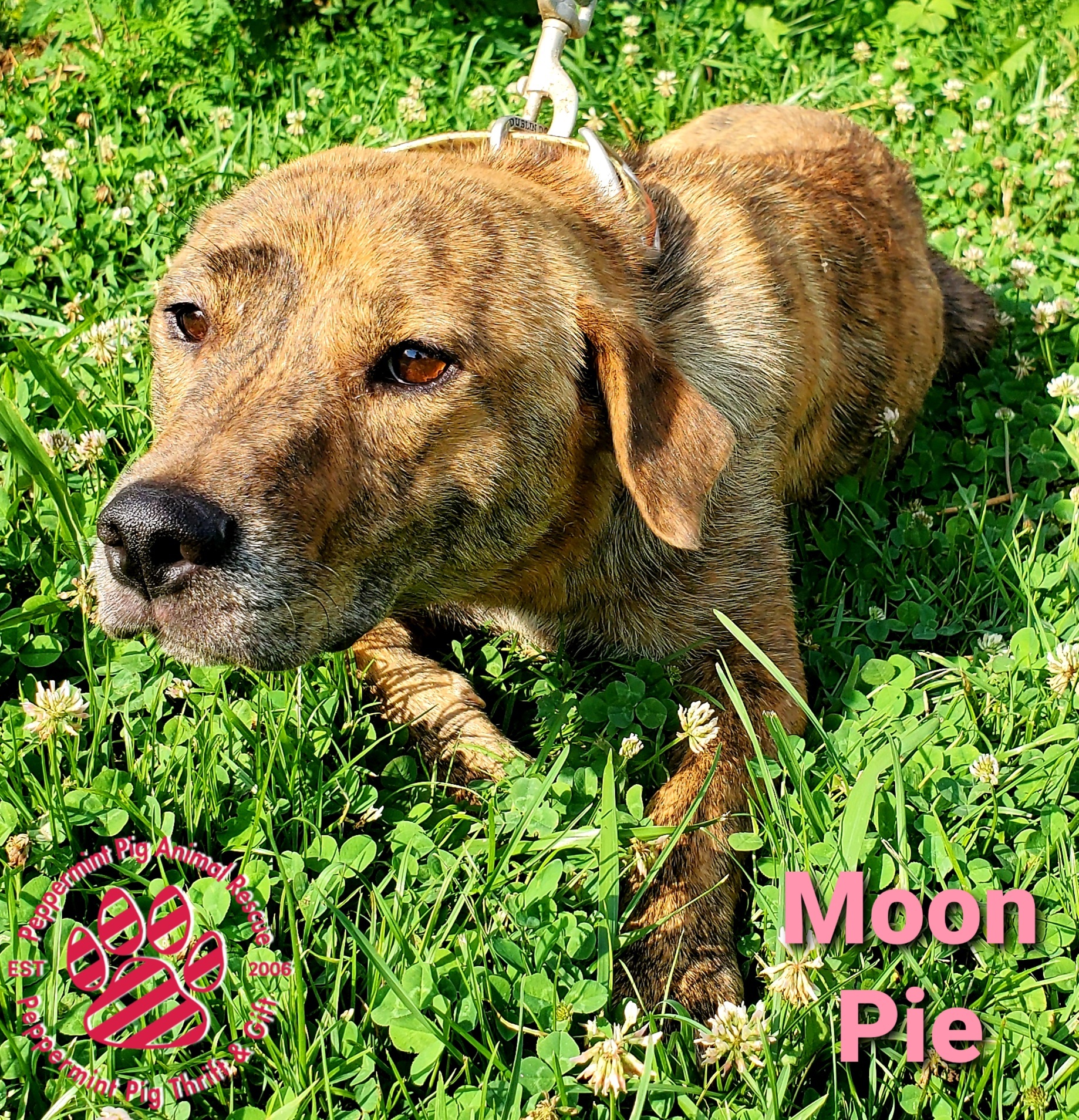Moon Pie Adoption Pending detail page