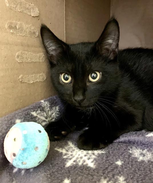 Kosmo, an adoptable Domestic Short Hair in Berlin, MD, 21811 | Photo Image 1