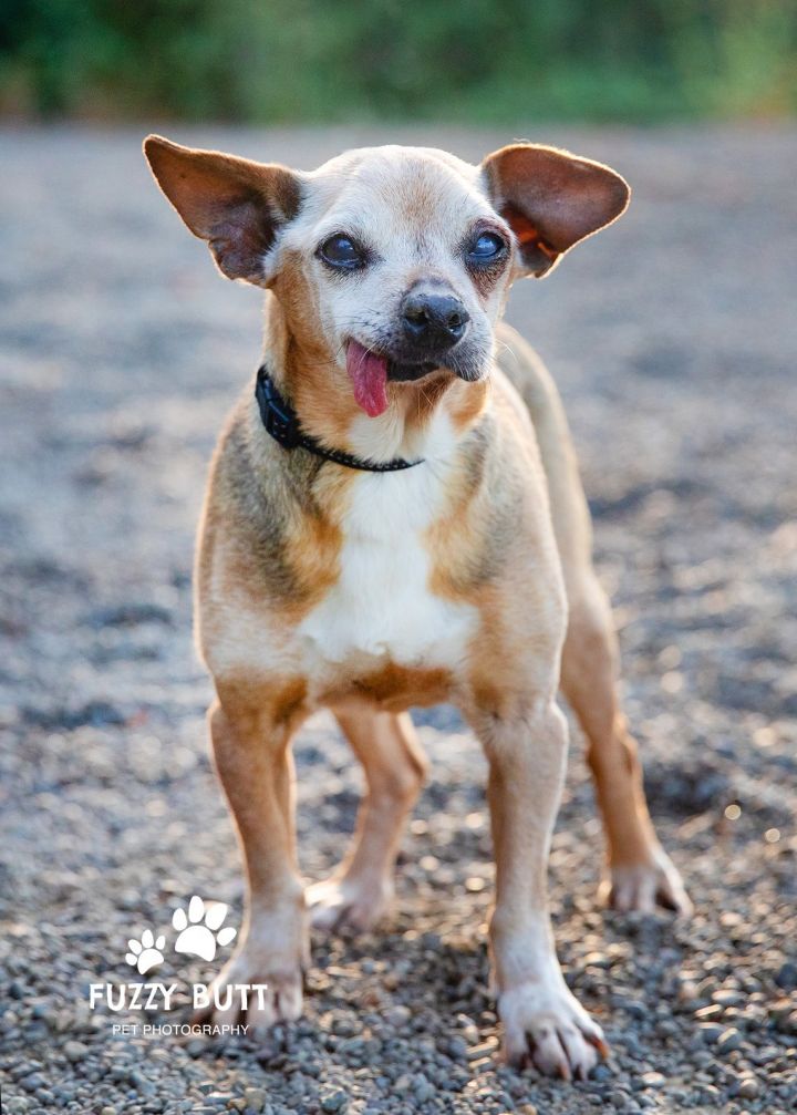 STANLEY, an adopted Chihuahua Mix in Tualatin, OR_image-2