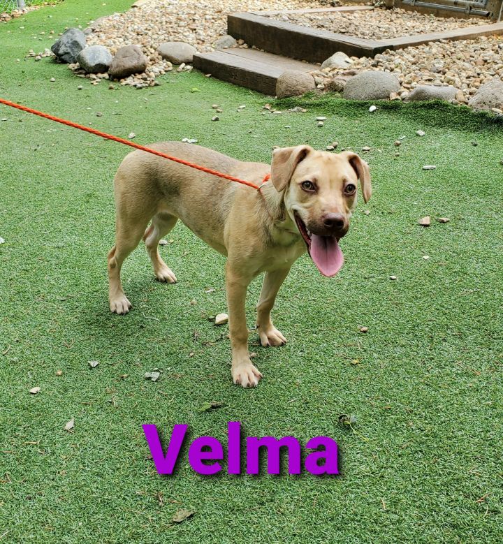 Velma 2