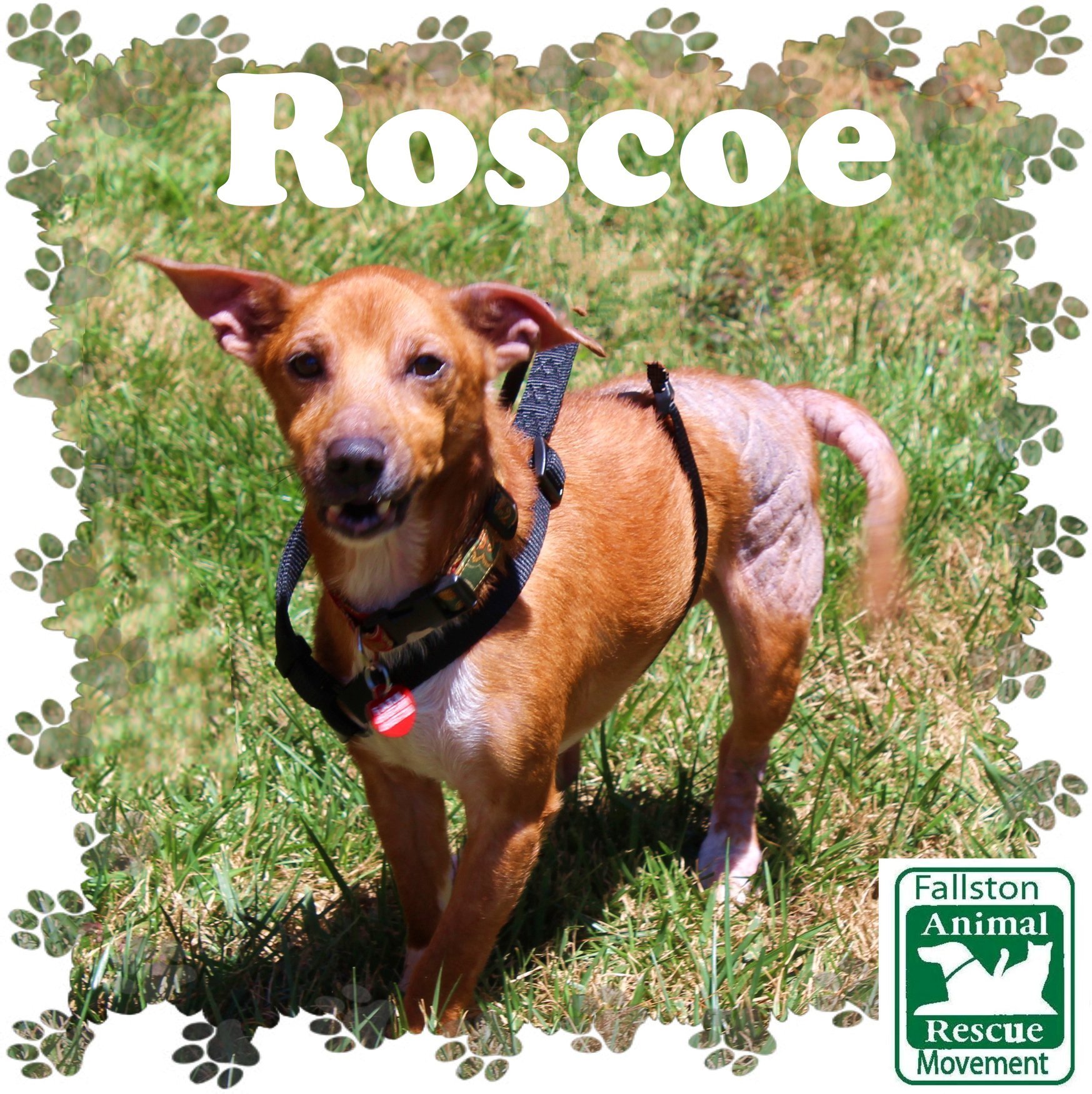 Roscoe, an adoptable Terrier in Fallston, MD, 21047 | Photo Image 1