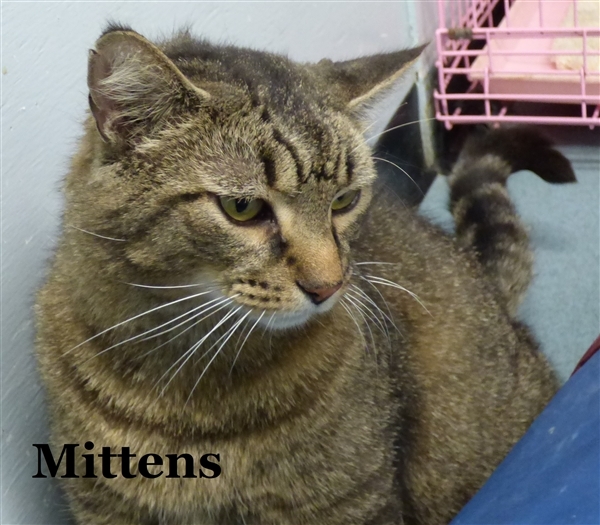 Cat for adoption - Mittens, a Domestic Short Hair Mix in ...