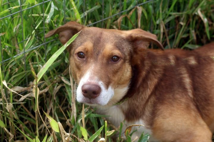 Dog For Adoption Kipper A Labrador Retriever Feist Mix In Marshallville Ga Petfinder