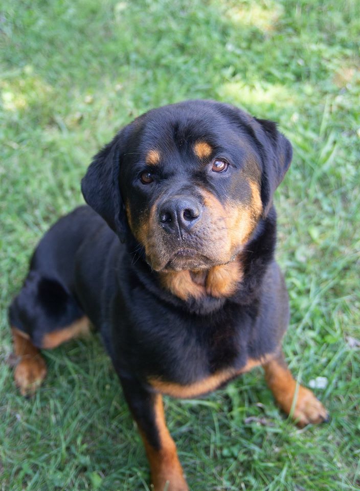 Ashley, an adopted Rottweiler in Cincinnati, OH_image-3
