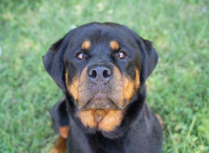 Ashley, an adopted Rottweiler in Cincinnati, OH_image-1