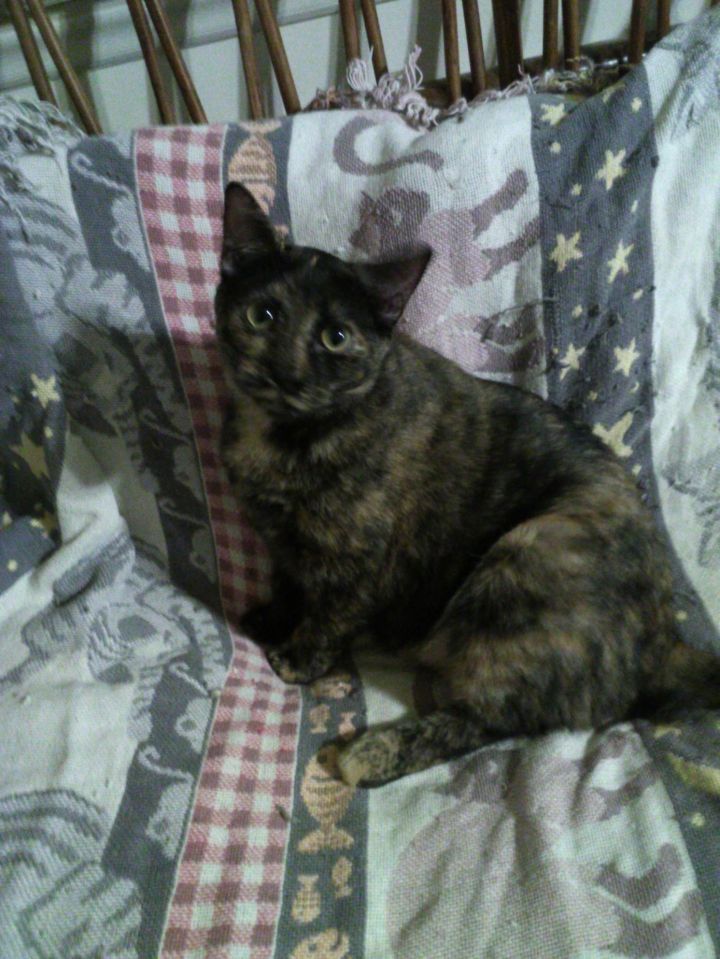 Calico cat, an adoptable Tortoiseshell Mix in Lenoir, NC_image-1