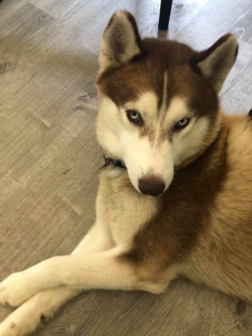 Malbec, an adoptable Siberian Husky in Raleigh, NC, 27624 | Photo Image 1