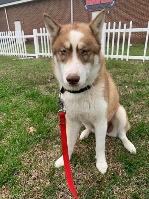 Sage, an adoptable Siberian Husky in Raleigh, NC, 27624 | Photo Image 1
