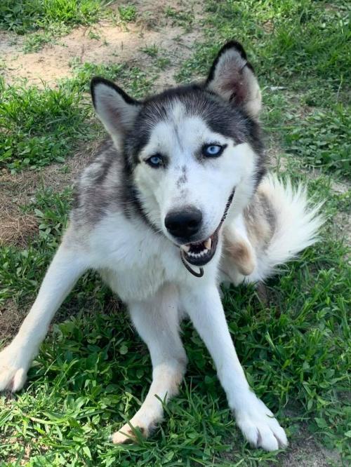 Ryan, an adoptable Siberian Husky in Raleigh, NC, 27624 | Photo Image 1