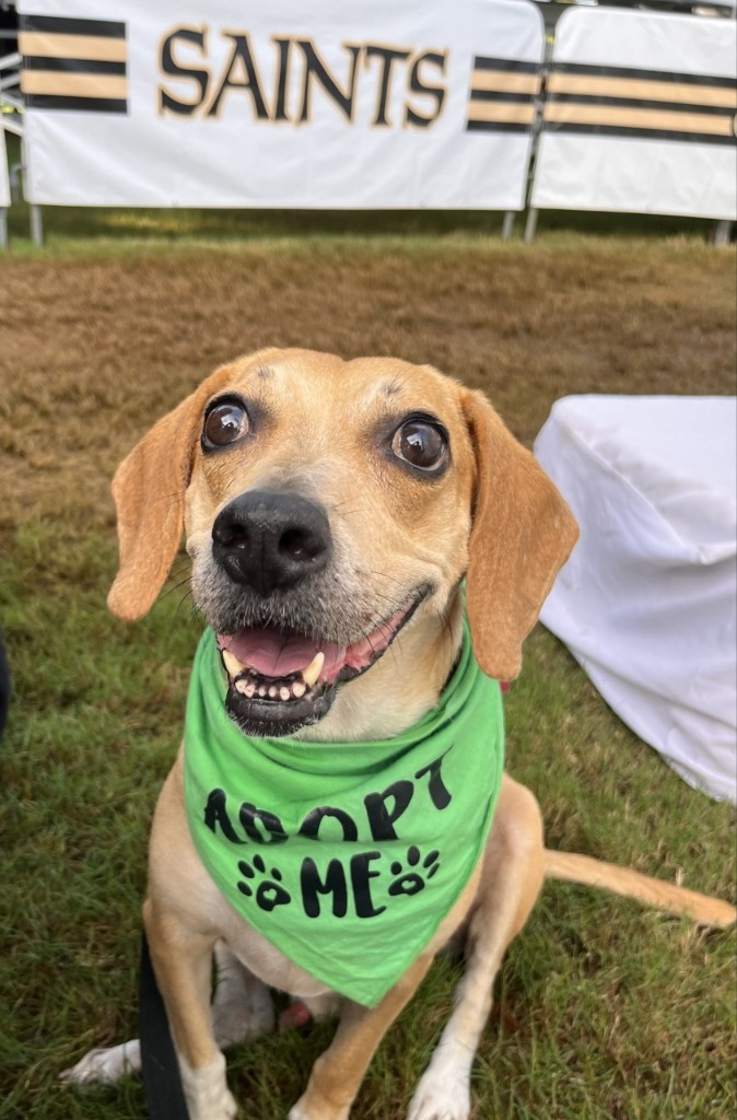 Alfie (In Foster), an adoptable Beagle in New Orleans, LA, 70123 | Photo Image 1