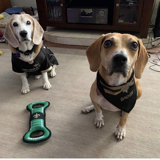 Alfie (In Foster), an adoptable Beagle in New Orleans, LA, 70123 | Photo Image 2